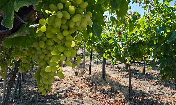 Νεμέα Γευσιγνωσία Κρασιού Τολό